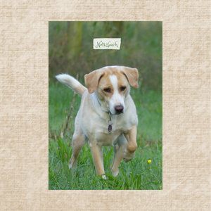 Notizbuch Labrador Beagle Mischung großes Hundebild