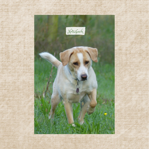 Labrador Beagle Mischung Notizbuch großes Hundebild Notizbuch Labrador Beagle Mischung großes Hundebild