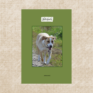 Labrador Beagle Mischung Notizbuch quadratisches Hundeibld Notizbuch Labrador Beagle Mischung quadratisches Hundebild